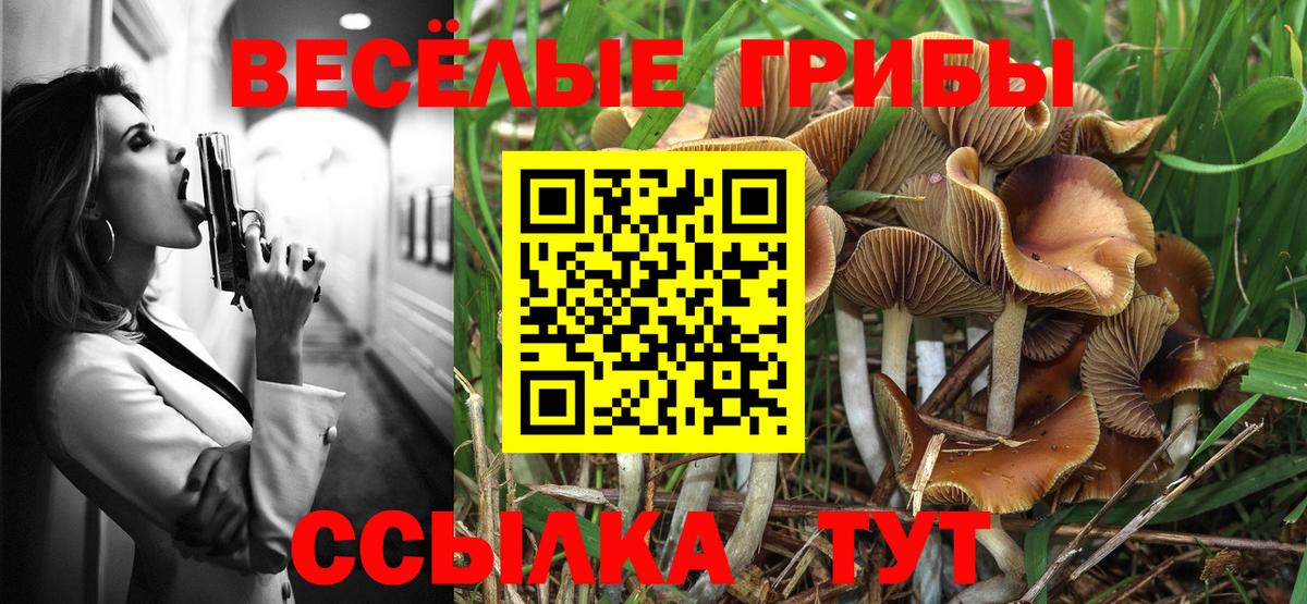 Псилоцибиновые грибы Psilocybe Губкинский